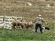 Meeker Classic Sheepdog Championship Trials (アメリカ合衆国)